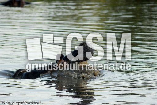 Flusspferd (30 von 104).jpg